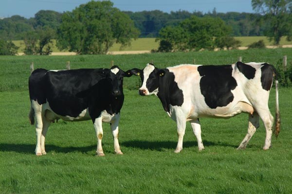 Cork to become a dairy hub by 2020